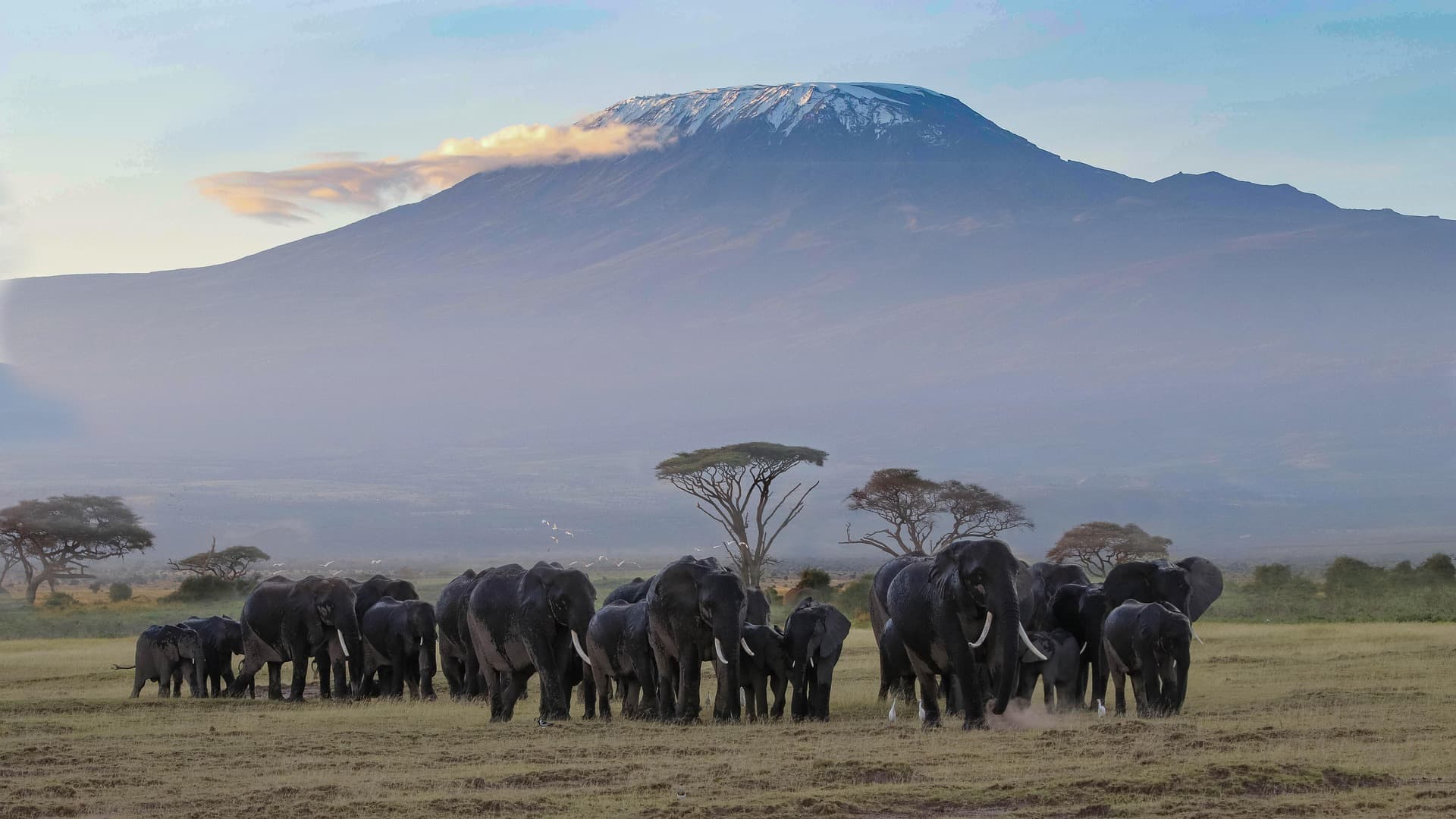 Amboseli & Kilimanjaro