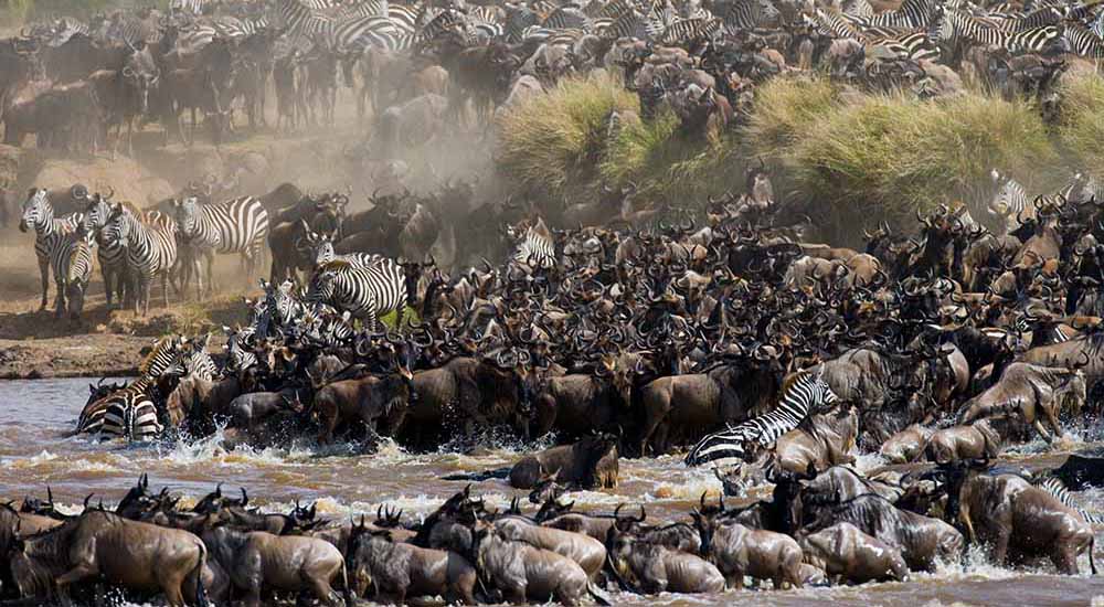 Maasai Mara